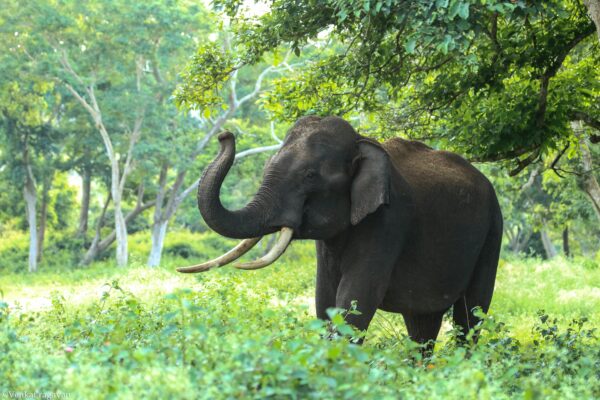 Data Auditing in PostgreSQL
